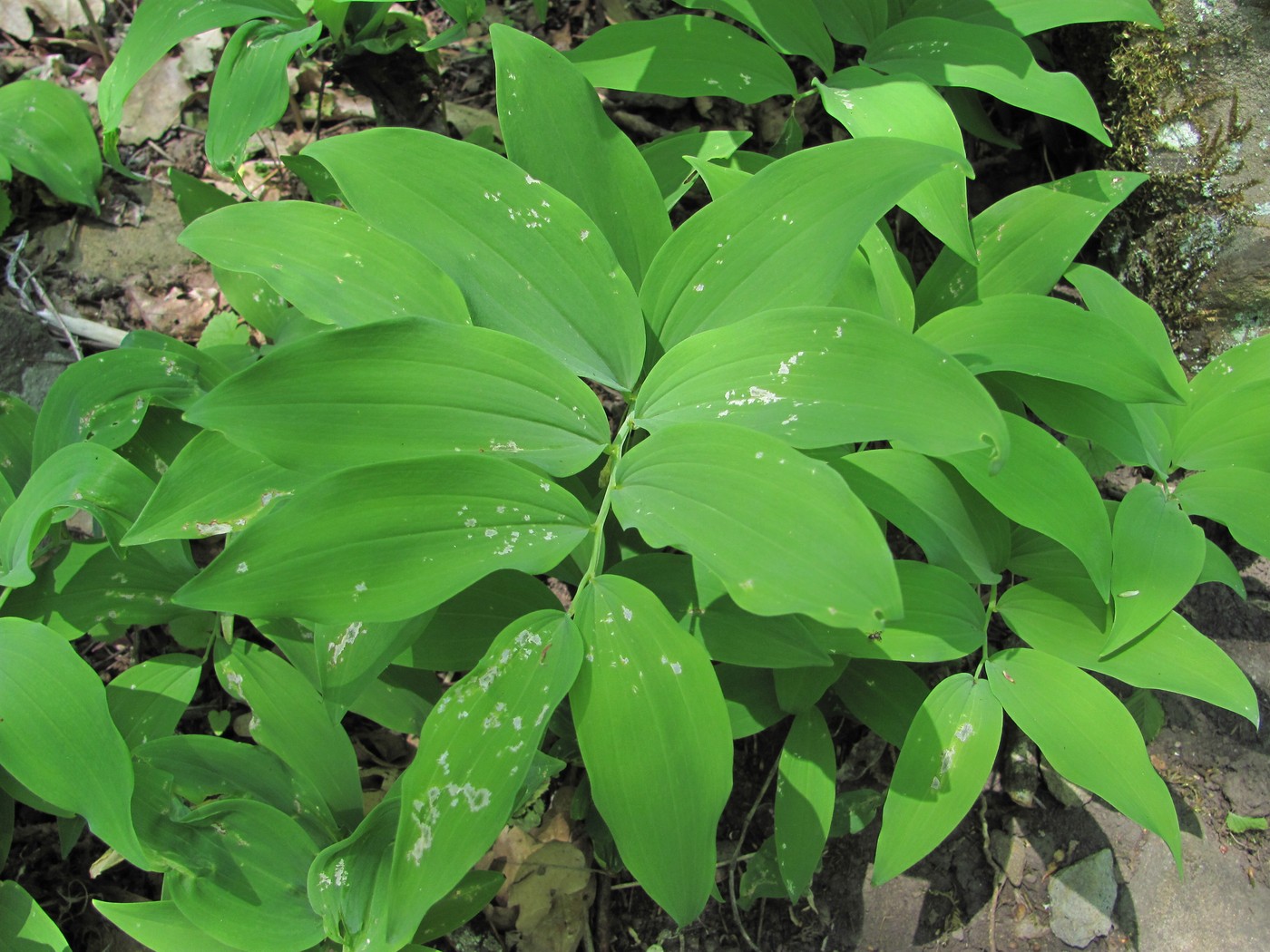 Image of Polygonatum glaberrimum specimen.