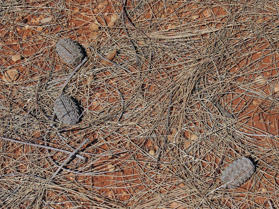 Image of Allocasuarina decaisneana specimen.