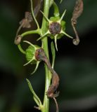 Centropogon urubambae