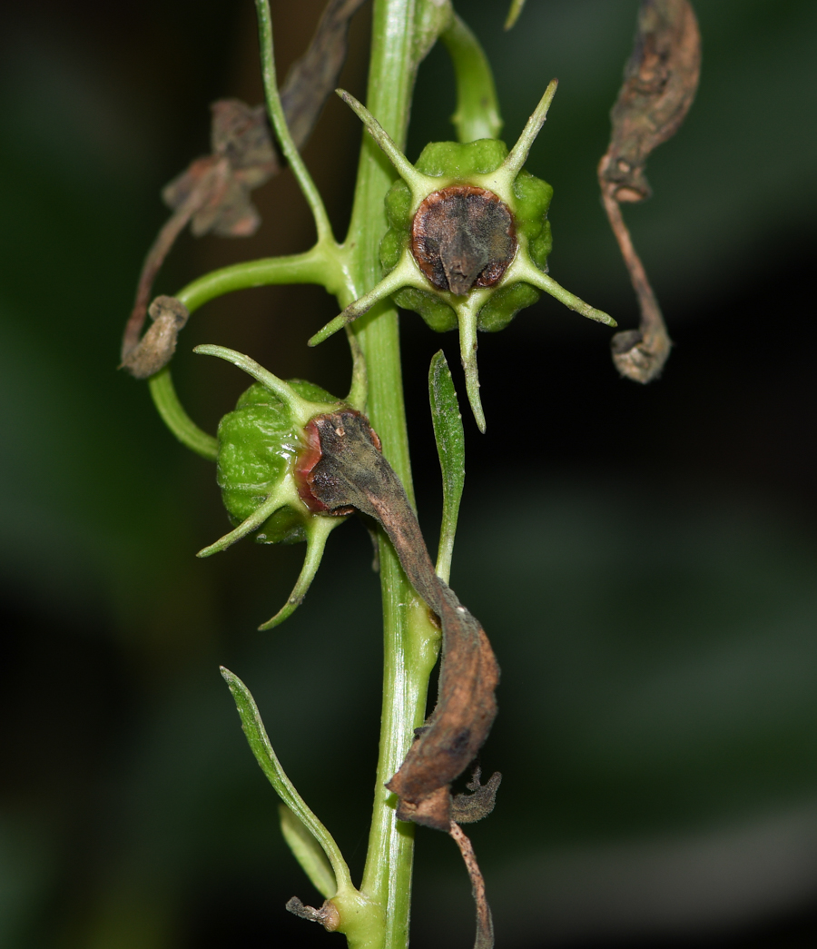 Image of Centropogon urubambae specimen.
