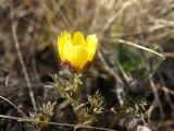 Adonis volgensis