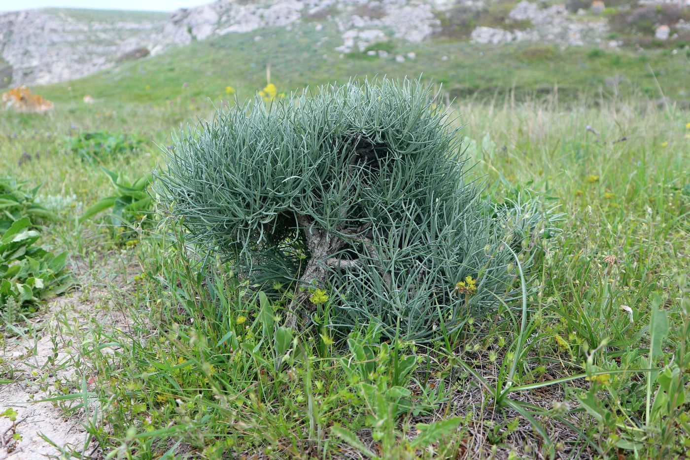 Изображение особи Jurinea stoechadifolia.