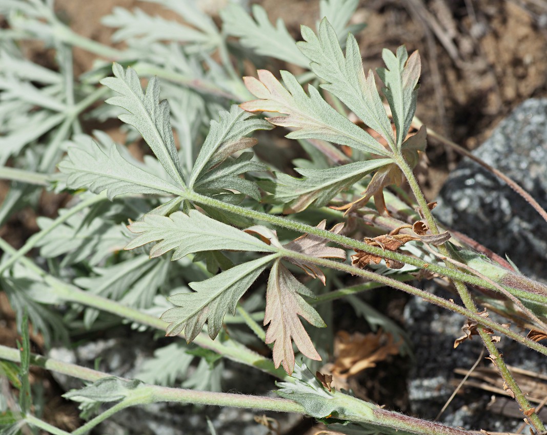 Изображение особи Potentilla argentea.