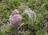 Pulsatilla vernalis