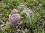 Pulsatilla vernalis. Отцветшие растения. Испания, автономное сообщество Каталония, провинция Жирона, комарка Рипольес, муниципалитет Сеткасес, курорт \"Вальтер 2000\", ≈2200 м н.у.м., каменистый луг. 01.06.2021.