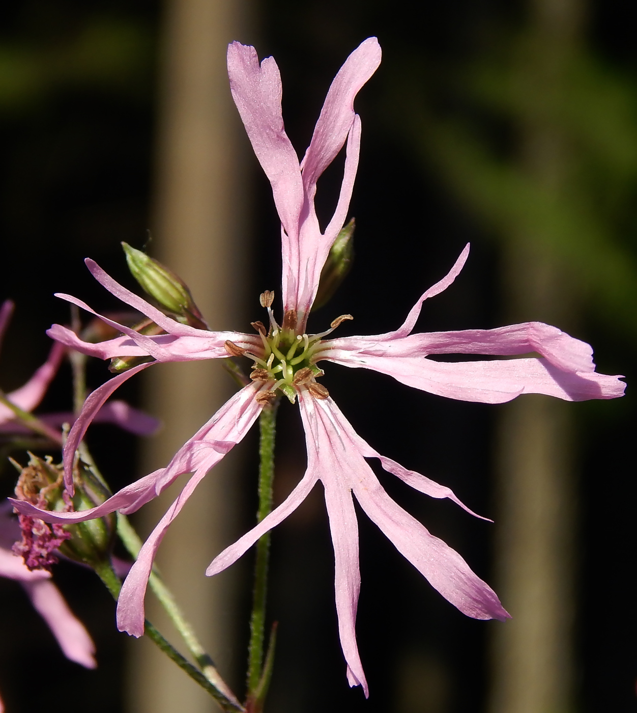 Изображение особи Coccyganthe flos-cuculi.