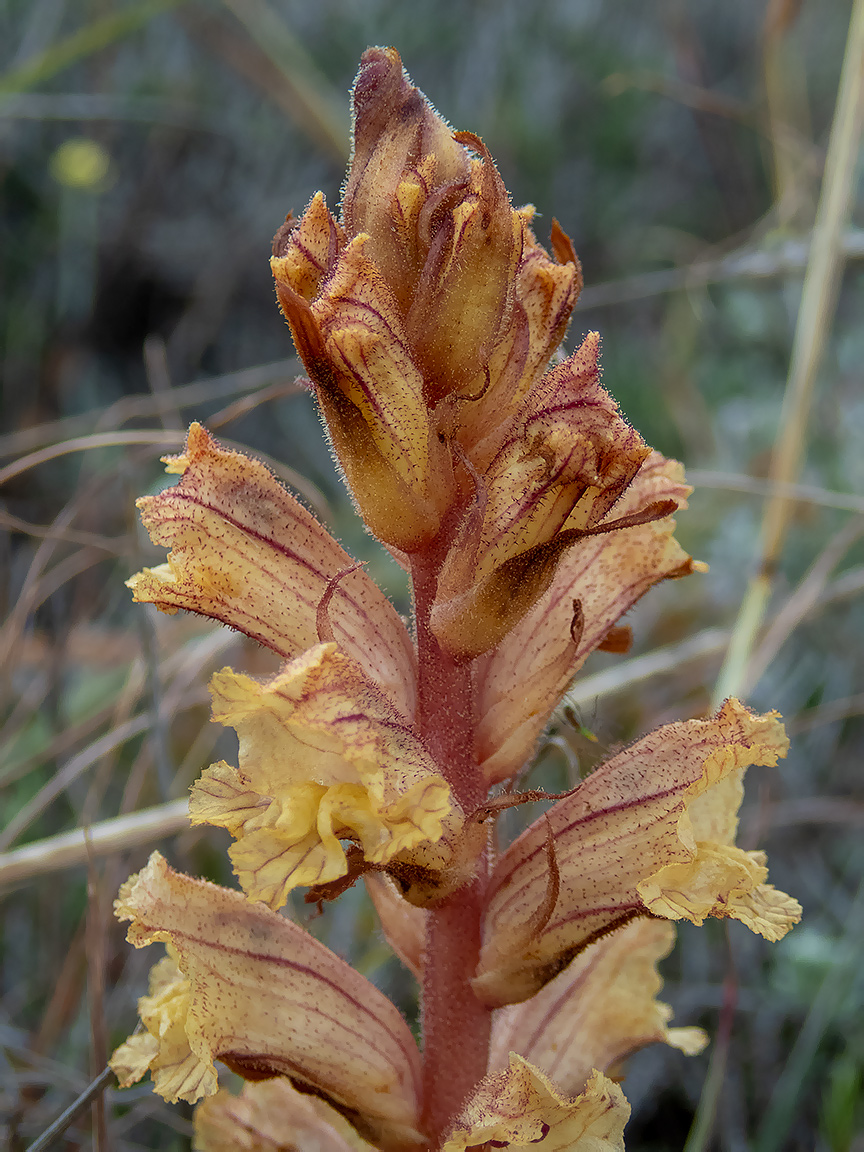 Image of Orobanche alba specimen.