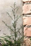 Salsola collina. Вегетирующее растение. Казахстан, г. Актау, на пустыре на морском побережье. 22 июня 2021 г.