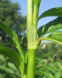 Persicaria maculosa. Часть стебля с раструбом и основаниями листьев. Украина, г. Луганск, балка Мощинский Яр, днище, лугово-болотная растительность. 28.07.2021.