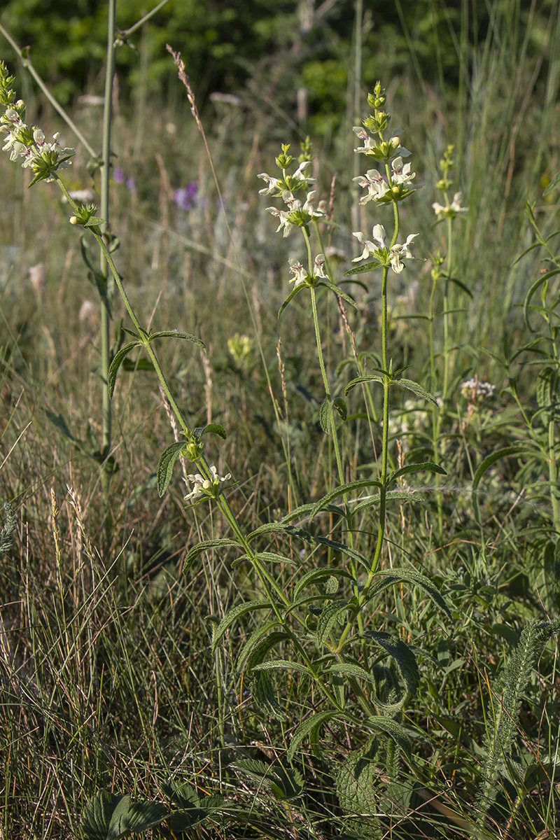 Изображение особи Stachys recta.