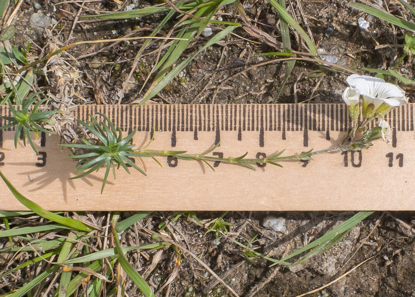 Image of Minuartia circassica specimen.