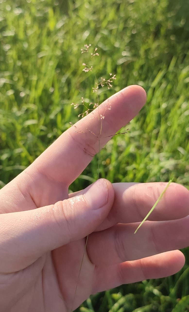 Изображение особи род Agrostis.