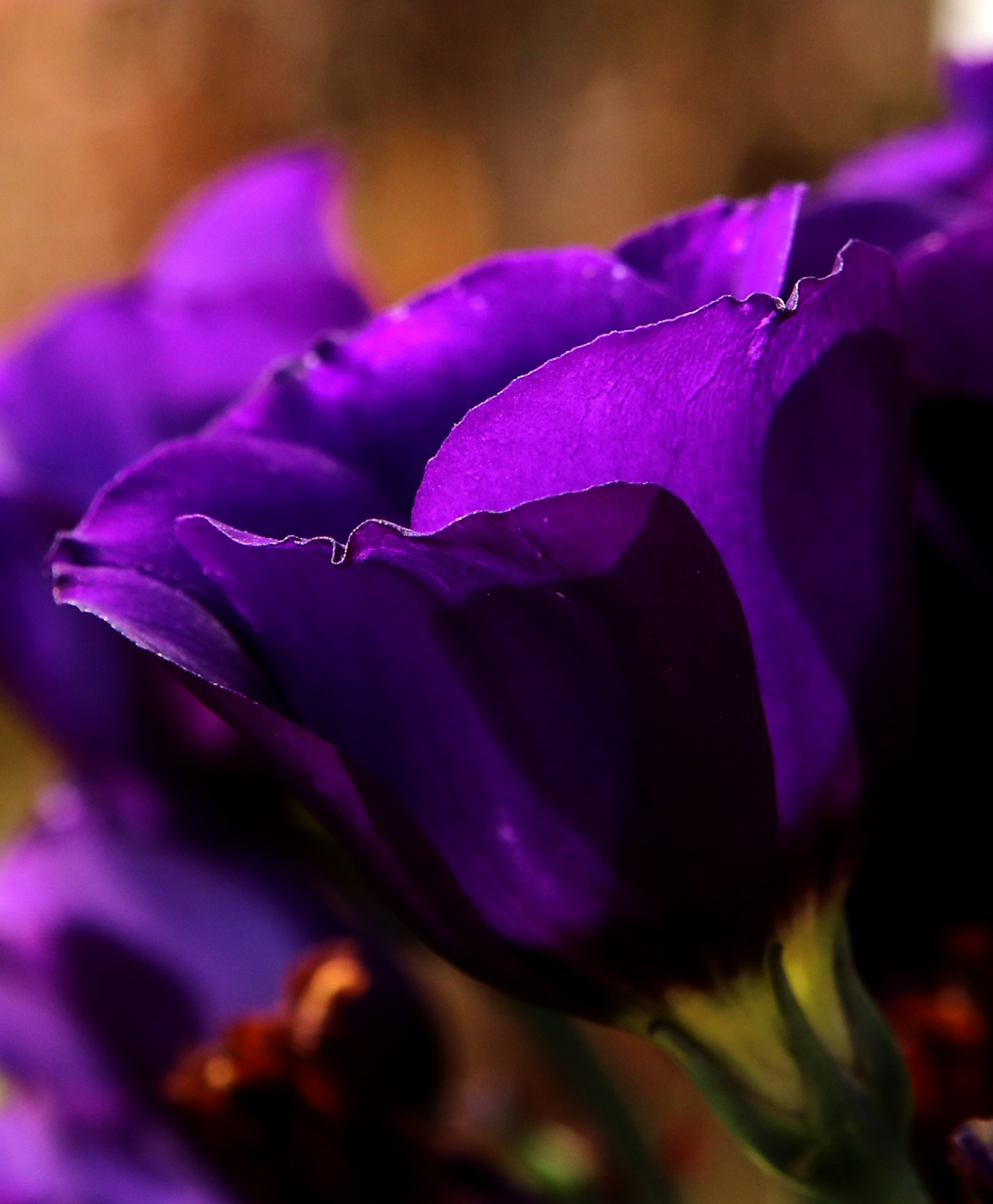 Image of Eustoma grandiflorum specimen.