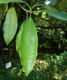 Pittosporum napaulense