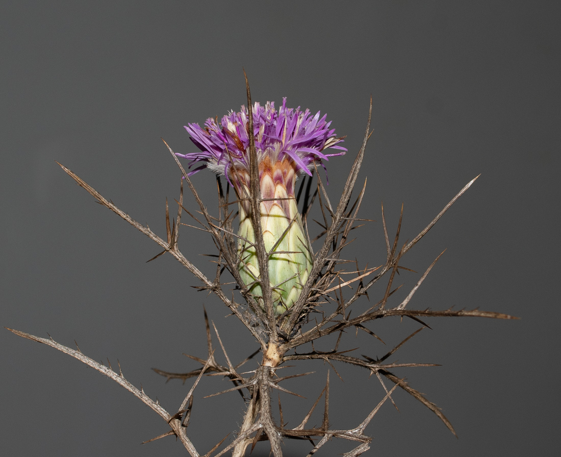 Изображение особи Carlina comosa.