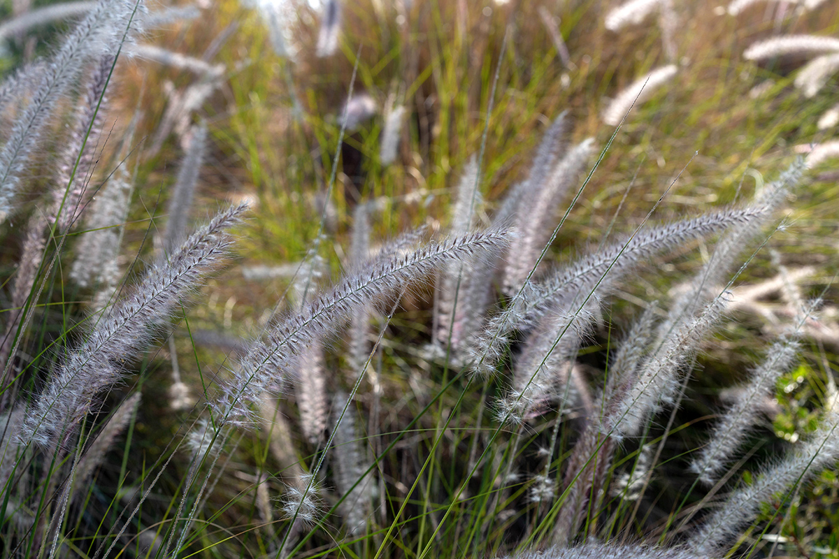 Изображение особи Pennisetum setaceum.