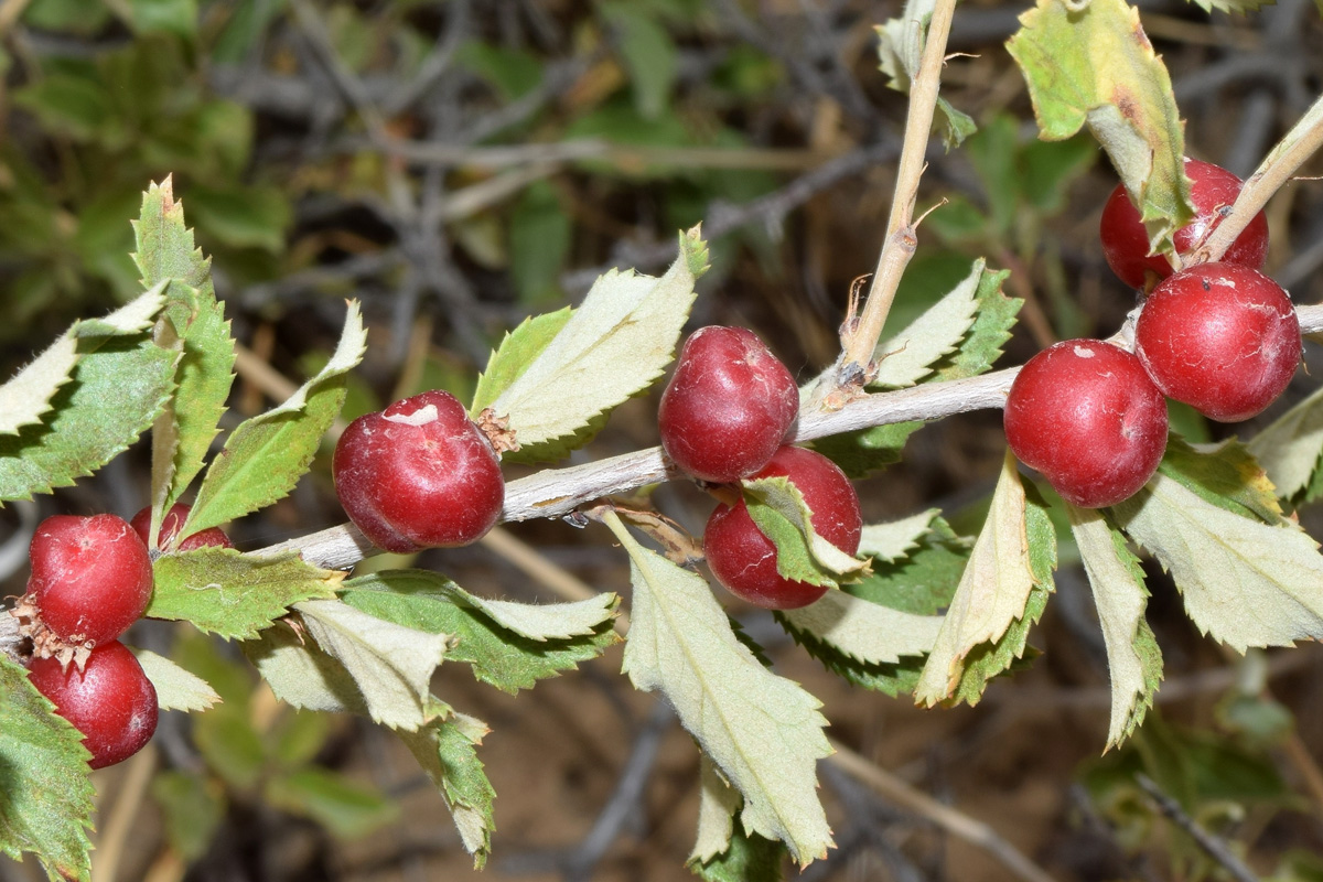 Image of Cerasus erythrocarpa specimen.