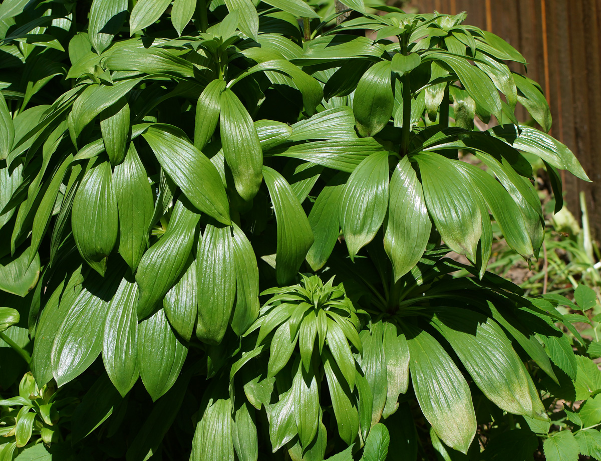 Image of Lilium pilosiusculum specimen.