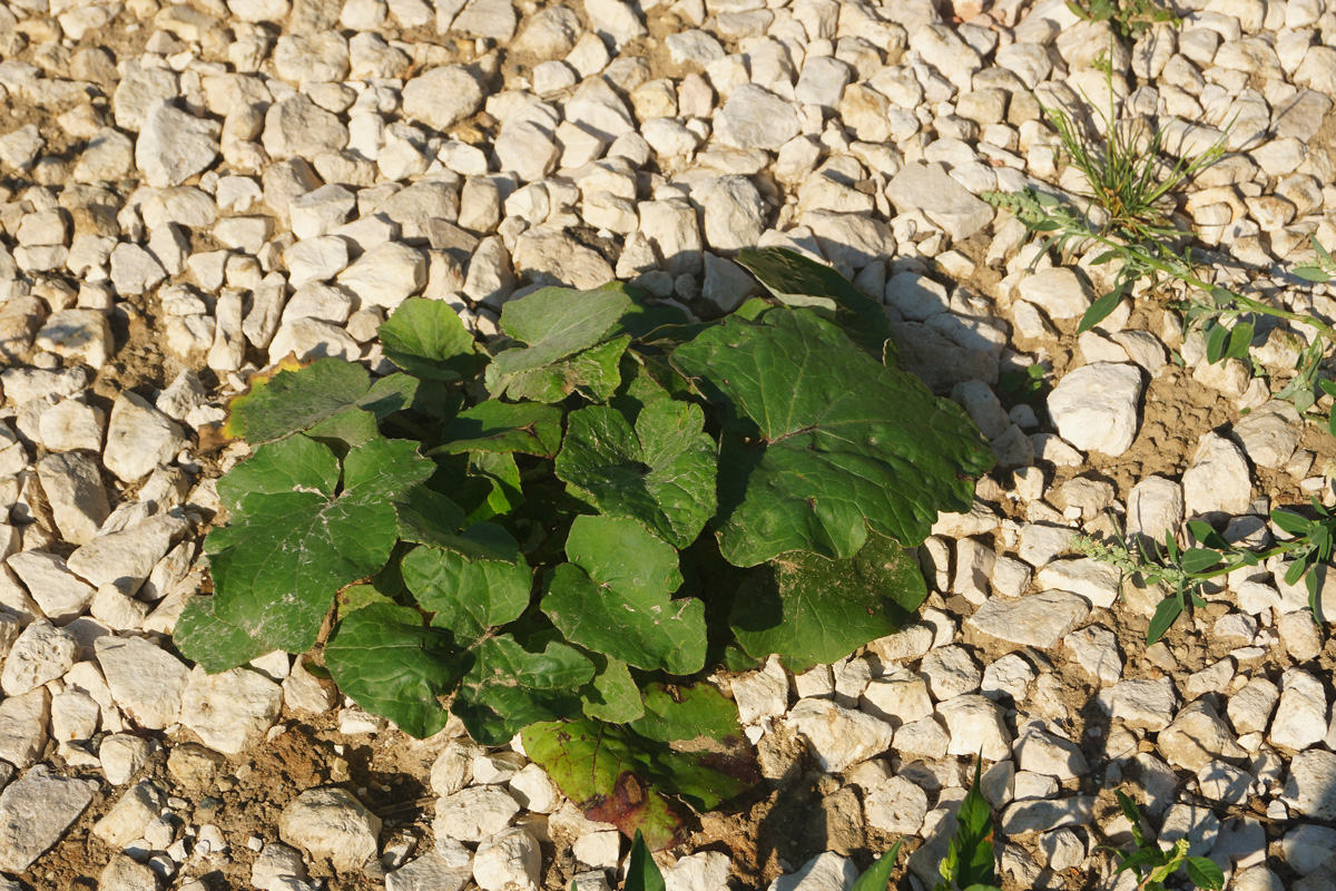 Image of Tussilago farfara specimen.