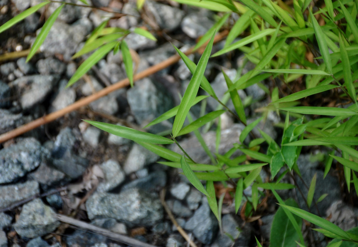 Image of familia Poaceae specimen.