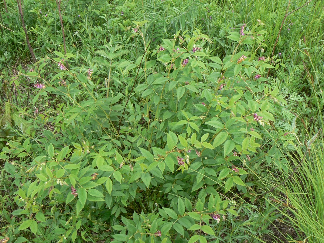 Image of Vicia ramuliflora specimen.