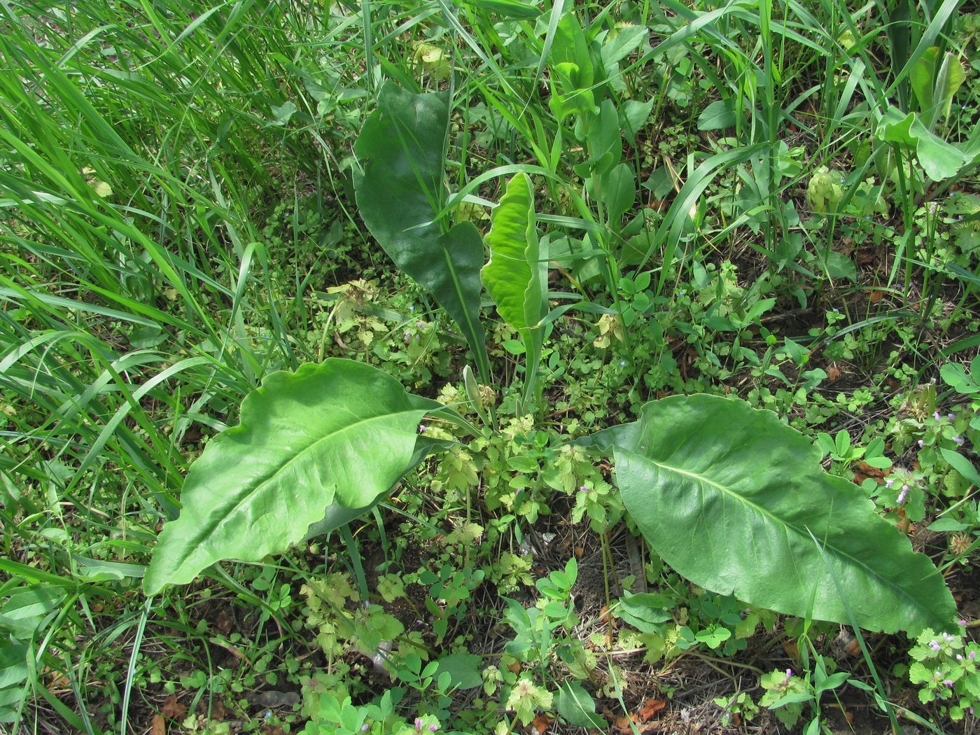 Image of Limonium coriarium specimen.