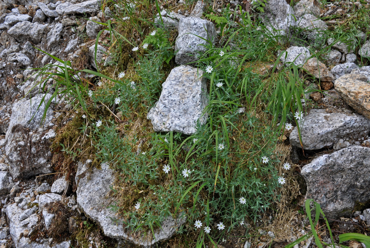 Image of Stellaria dahurica specimen.