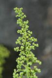 Dysphania botrys