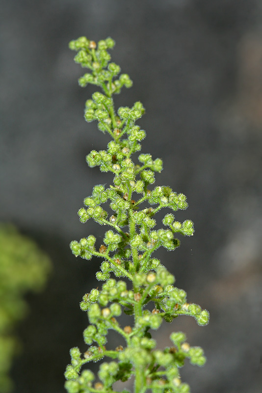 Image of Dysphania botrys specimen.