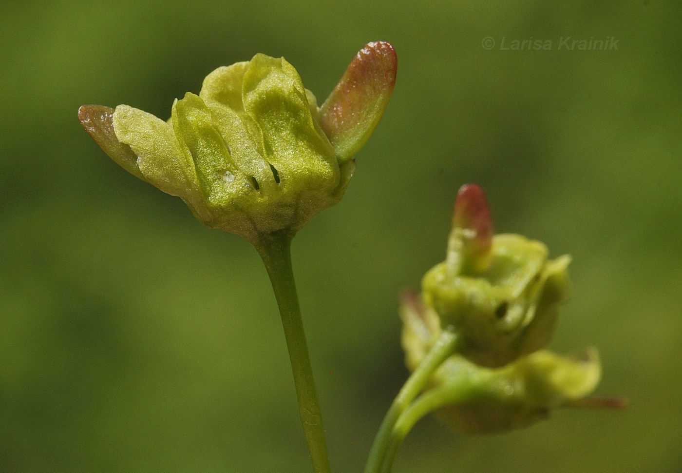 Image of Acer mono specimen.