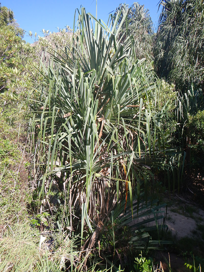 Изображение особи род Pandanus.