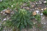 Cirsium obvallatum. Растение с развивающимися соцветиями. Республика Ингушетия, Джейрахский р-н, окр. урочища Оасег, высота ок. 2200 м н.у.м., край грунтовой дороги, каменистый грунт. 18 июня 2022 г.