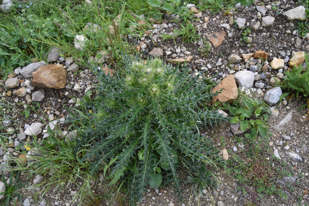 Изображение особи Cirsium obvallatum.