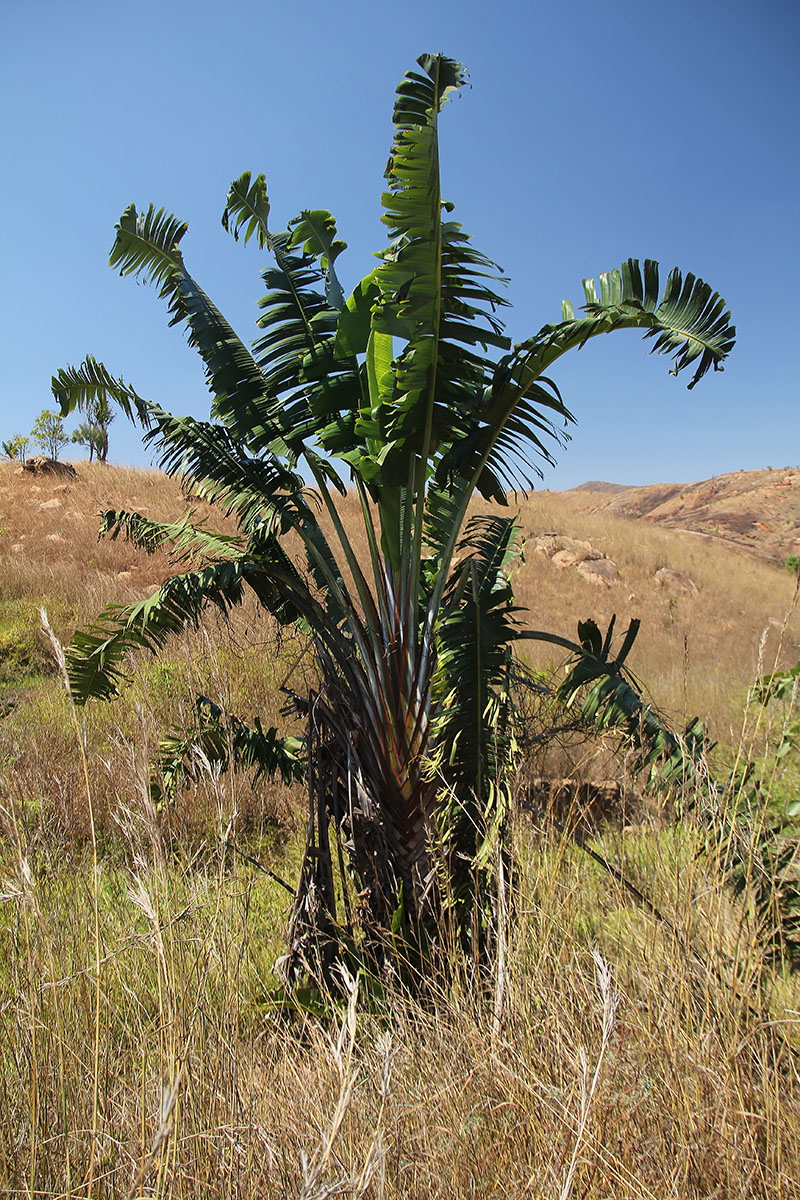 Изображение особи Ravenala madagascariensis.