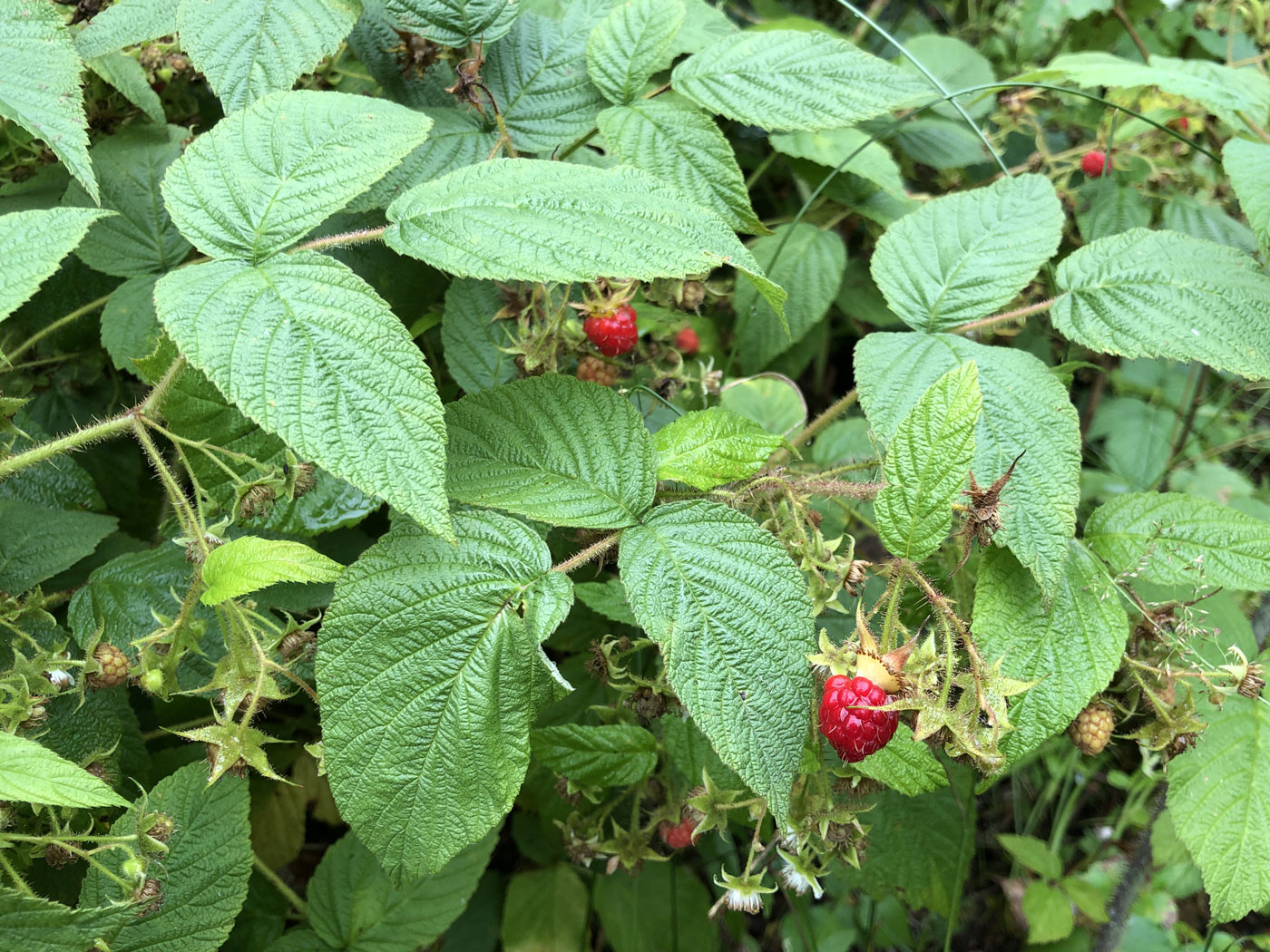 Изображение особи Rubus matsumuranus.