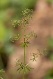 род Galium. Верхушка плодоносящего растения. Краснодарский край, Пшадский сельский округ, окр. с. Криница, ущ. Грекова щель, сосновый лес на склоне горы. 09.07.2022.