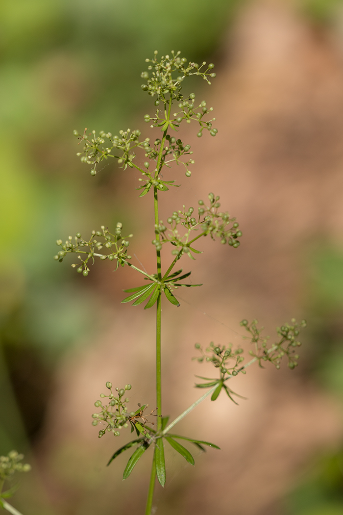 Image of genus Galium specimen.