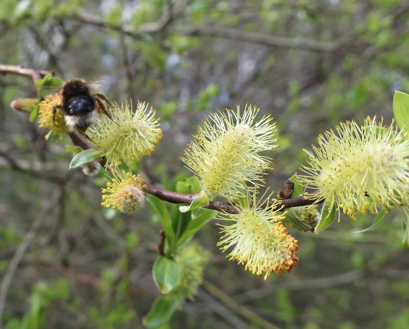 Image of Salix myrsinifolia specimen.