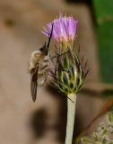 Carduus argentatus
