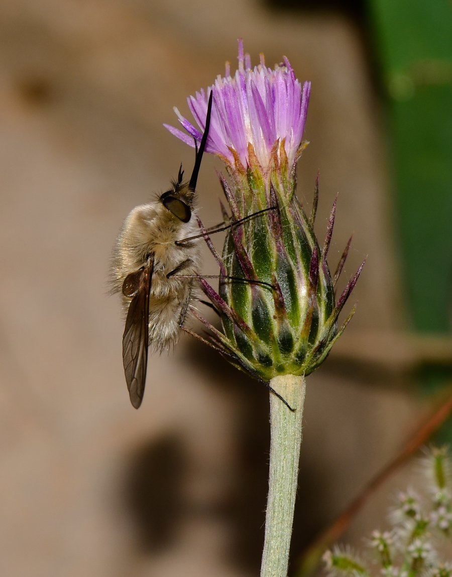 Изображение особи Carduus argentatus.