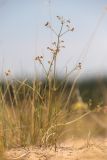 Asperula graveolens. Плодоносящие растения. Ростовская обл., Верхнедонской р-н, окр. хут. Морозовский, ур. Большие Буруны, пески. 24.07.2022.