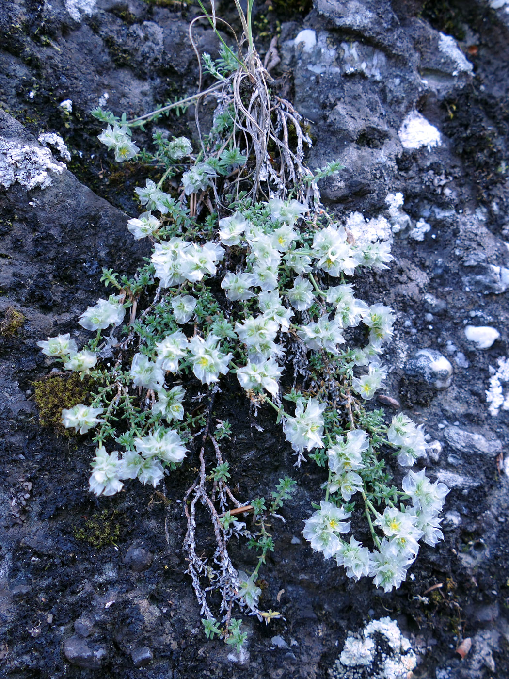 Image of Paronychia pontica specimen.