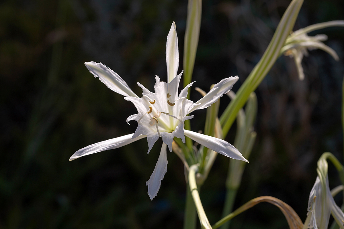 Image of Pancratium maritimum specimen.