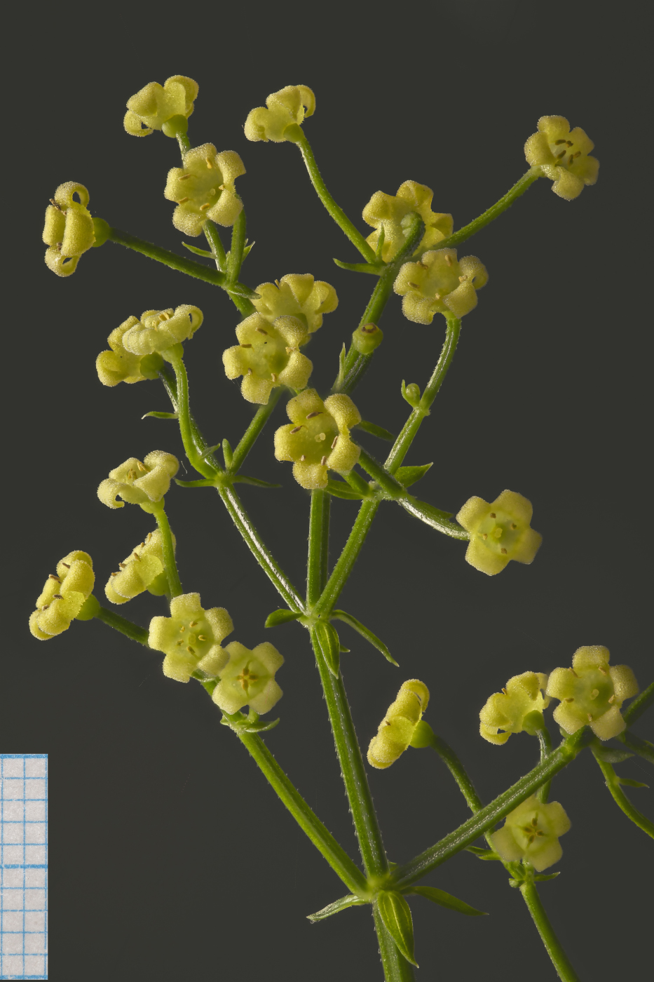 Image of Rubia cordifolia specimen.