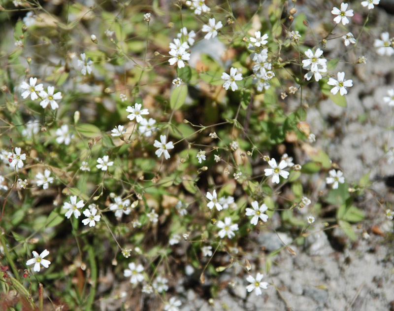 Image of Silene rupestris specimen.