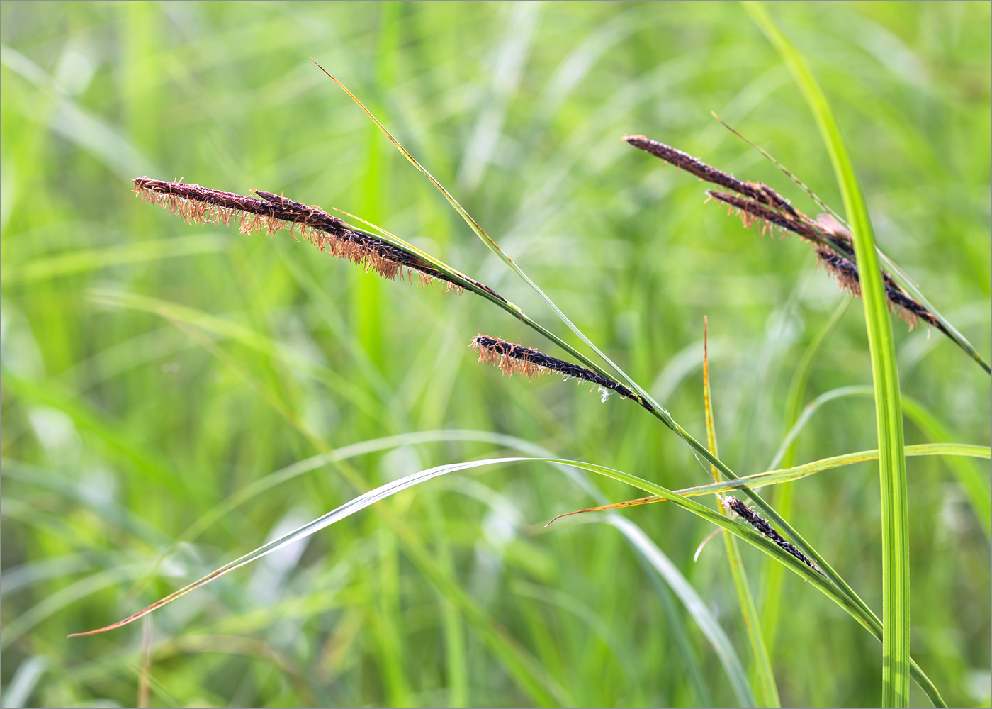 Изображение особи Carex acuta.