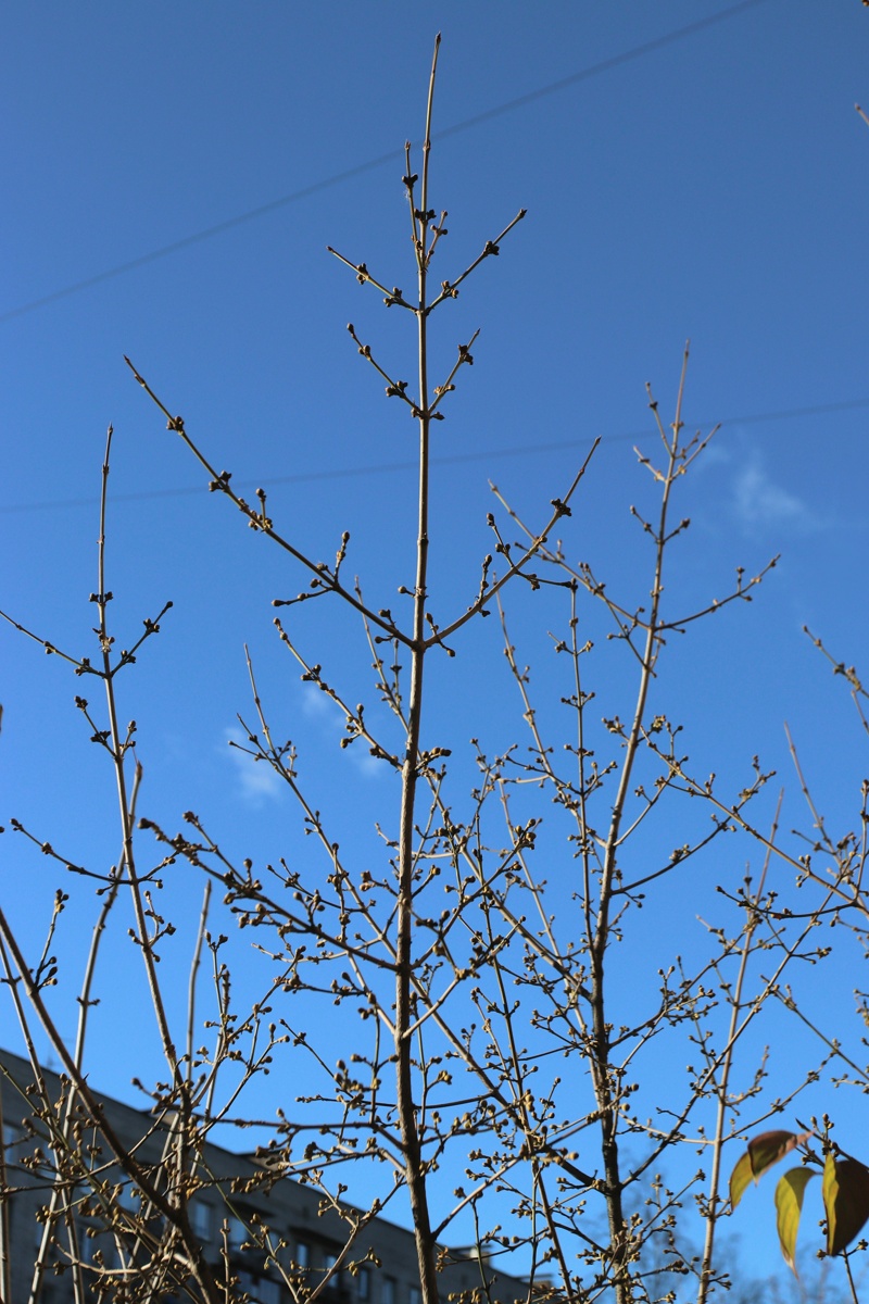 Изображение особи Cornus mas.