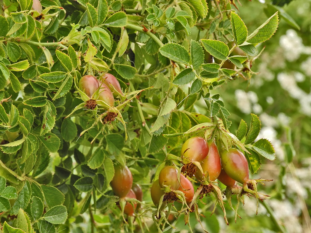 Image of Rosa rubiginosa specimen.