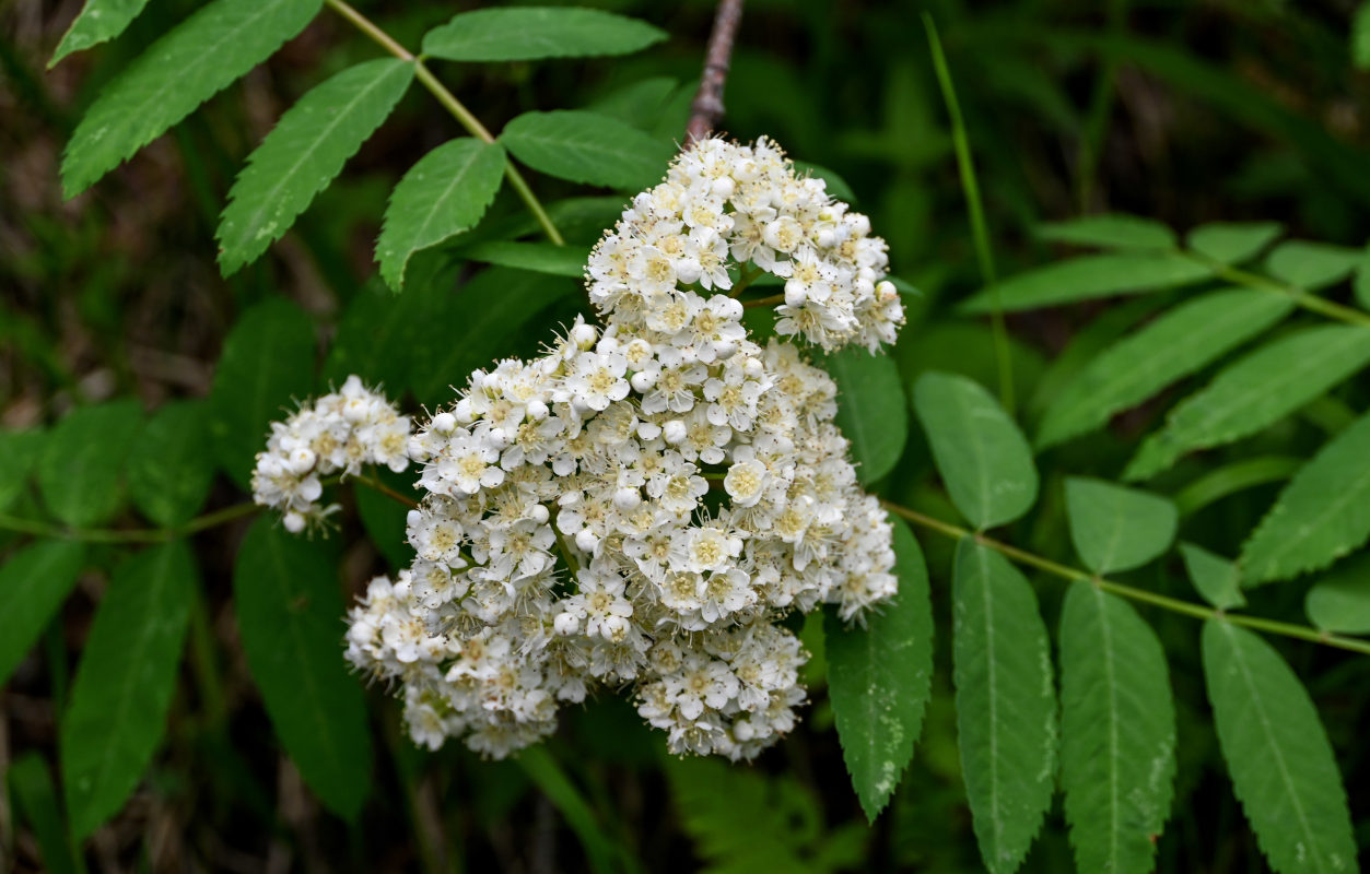 Image of Sorbus sibirica specimen.