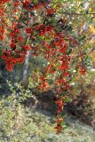 Pyracantha coccinea